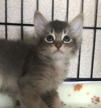 ソマリ【埼玉県・男の子・2020年8月31日・ブルー】の写真「可愛い男の子」