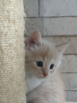 ノルウェージャンフォレストキャット【埼玉県・男の子・2017年5月3日・クリームタビー&ホワイト】の写真「ふわふわの男の子」