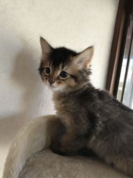 ソマリ【埼玉県・男の子・2018年9月24日・ルディ】の写真「ふわふわの男の子」