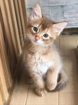 ソマリ【埼玉県・男の子・2018年7月22日・レッド】の写真「可愛い男の子」