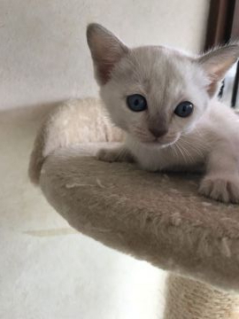 トンキニーズ【埼玉県・男の子・2019年5月16日・プラチナミンク】の写真「しっかりと育っています。」