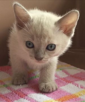 トンキニーズ【埼玉県・女の子・2020年8月3日・プラチナソリッド(予想)】の写真「可愛い女の子」