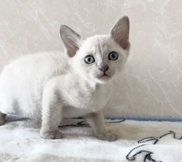 トンキニーズ【埼玉県・女の子・2021年1月26日・プラチナソリッド】の写真「可愛い女の子」