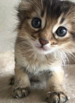 ソマリ【埼玉県・男の子・2020年8月31日・ルディ】の写真「可愛い男の子」