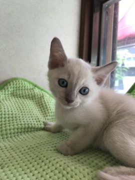 トンキニーズ【埼玉県・男の子・2019年6月5日・プラチナミンク】の写真「可愛いお顔の男の子」