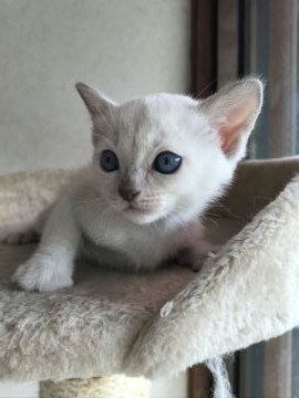 トンキニーズ【埼玉県・女の子・2019年5月16日・プラチナミンク】の写真「可愛い女の子」