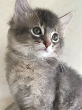 ソマリ【埼玉県・男の子・2018年5月15日・ブルー】の写真「ふわふわの男の子」