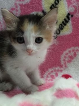 ノルウェージャンフォレストキャット【埼玉県・女の子・2015年11月26日・キャリコ】の写真「」