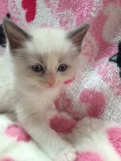 ラグドール【埼玉県・男の子・2015年12月9日・ブルーポイントバイカラー】の写真「」