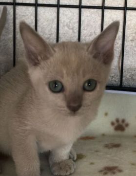 トンキニーズ【埼玉県・女の子・2020年8月20日・プラチナソリッド(予想)】の写真「可愛い女の子」