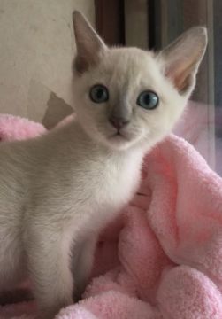 トンキニーズ【埼玉県・女の子・2020年3月25日・プラチナソリッド】の写真「可愛い女の子」