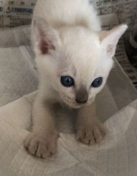 トンキニーズ【埼玉県・男の子・2020年8月3日・プラチナミンク(予想)】の写真「可愛い男の子」