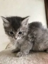 ソマリ【埼玉県・女の子・2018年9月24日・ブルー】の写真1