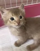 ソマリ【埼玉県・男の子・2020年8月31日・フォーン】の写真1