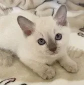 トンキニーズ【埼玉県・女の子・2021年1月14日・プラチナミンク】の写真1