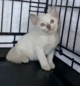 トンキニーズ【埼玉県・男の子・2021年6月29日・プラチナミンク】の写真1