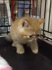 エキゾチックショートヘア【埼玉県・女の子・2015年10月20日・レッドマッカレルタビー】の写真2