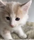 ノルウェージャンフォレストキャット【埼玉県・男の子・2023年7月21日・クリームタビー&ホワイト】の写真2