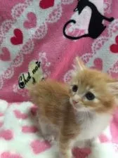 ノルウェージャンフォレストキャット【埼玉県・男の子・2016年3月21日・】の写真2