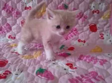 スコティッシュフォールド【埼玉県・男の子・2015年6月28日・クリームタビー&ホワイト】の写真2