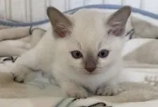 トンキニーズ【埼玉県・女の子・2021年1月14日・プラチナミンク】の写真2