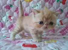 エキゾチックショートヘア【埼玉県・女の子・2015年8月4日・レッドマッカレルタビー】の写真3