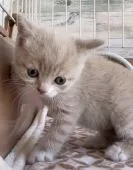 ブリティッシュショートヘア【埼玉県・男の子・2021年3月10日・クリームタビー&ホワイト】の写真3