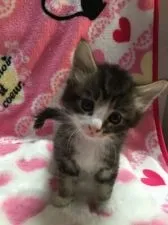 ノルウェージャンフォレストキャット【埼玉県・男の子・2015年11月26日・ブラウンタビー&ホワイト】の写真3