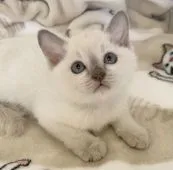 トンキニーズ【埼玉県・女の子・2021年1月14日・プラチナミンク】の写真4