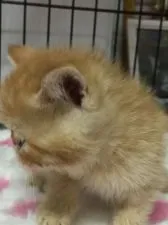 エキゾチックショートヘア【埼玉県・女の子・2015年10月20日・レッドマッカレルタビー】の写真4「横から見ても、お鼻がわからないくらいの鼻ぺちゃですね〜」