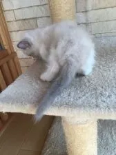 ラグドール【埼玉県・男の子・2017年7月3日・ブルーポイントバイカラー】の写真4