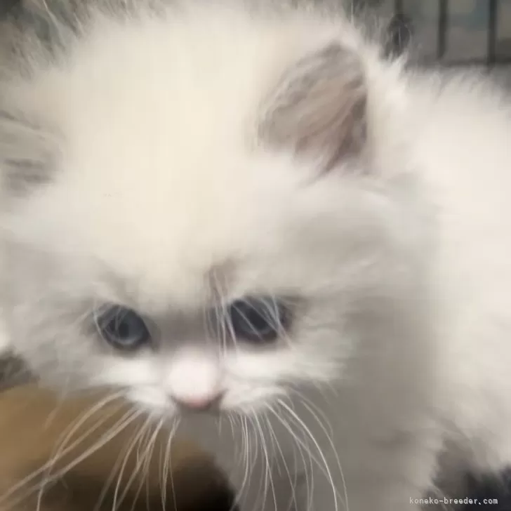 ラグドール【埼玉県・女の子・2025年10月16日・ブルーポイントバイカラー】の写真1