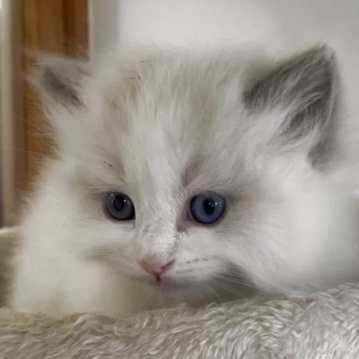 ラグドール【埼玉県・男の子・2025年11月1日・ブルーポイントバイカラー】の写真1