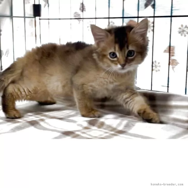 ID：2506-03527の子猫