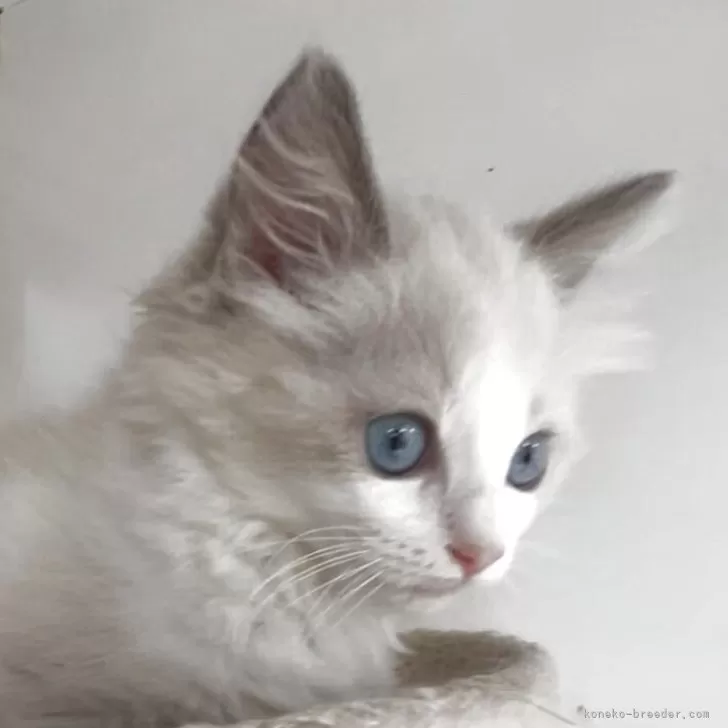 ID：2509-01645の子猫