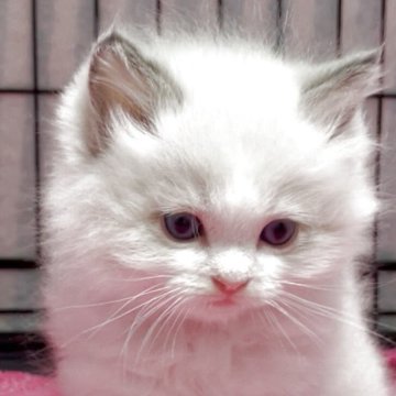 ラグドール【埼玉県・男の子・2025年9月21日・ブルーポイントバイカラー】の写真「ふわふわで可愛い男の子」