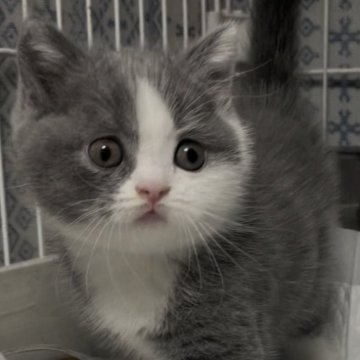 ブリティッシュショートヘア【埼玉県・男の子・2025年8月19日・ブルー&ホワイト】の写真「まん丸お顔の男の子」
