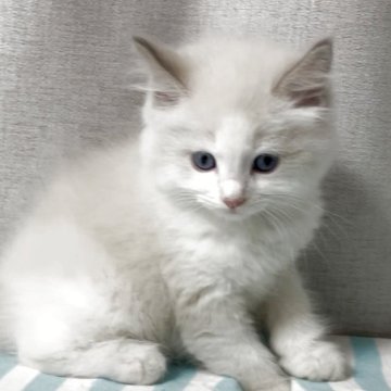 ラグドール【埼玉県・男の子・2025年7月20日・ブルーポイントバイカラー】の写真「ふわふわの可愛い男の子」
