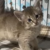 ソマリ