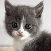 ブリティッシュショートヘア