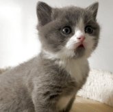 ブリティッシュショートヘア