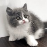 ブリティッシュショートヘア