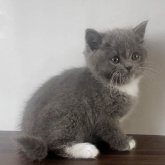 ブリティッシュショートヘア