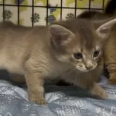 ソマリ
