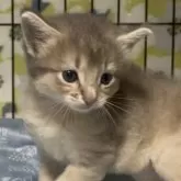 ソマリ