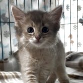 ソマリ
