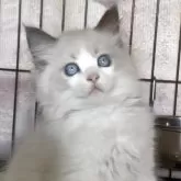 ラグドール【埼玉県・女の子・2025年8月24日・ブルーポイントバイカラー】の写真2