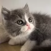 ブリティッシュショートヘア【埼玉県・男の子・2025年10月17日・ブルー&ホワイト】の写真2