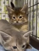 ソマリ【埼玉県・男の子・2025年8月5日・ルディ】の写真2