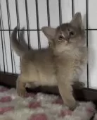 ソマリ【埼玉県・女の子・2025年1月8日・ブルー】の写真3